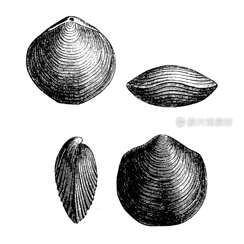 螺旋体(Spirigera concentrica)是已灭绝的有关节腕足动物化石的一个目，以其长长的折页线而闻名，这通常是贝壳最宽的部分